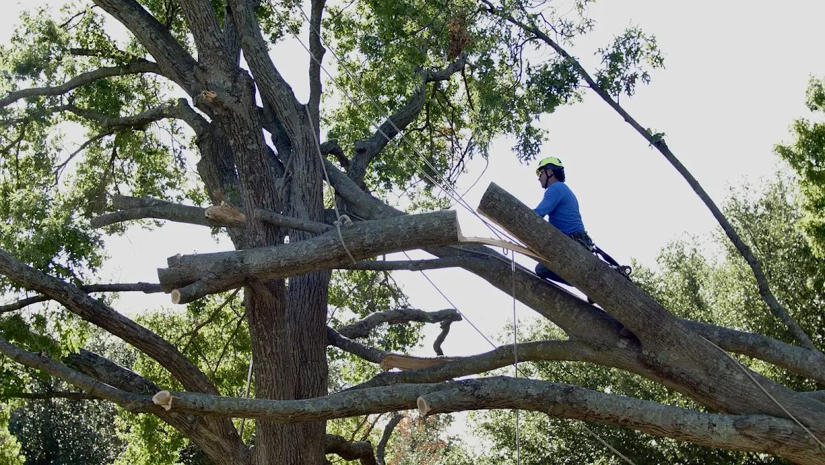 Professional Crown Thinning performed by certified arborists in Orwell